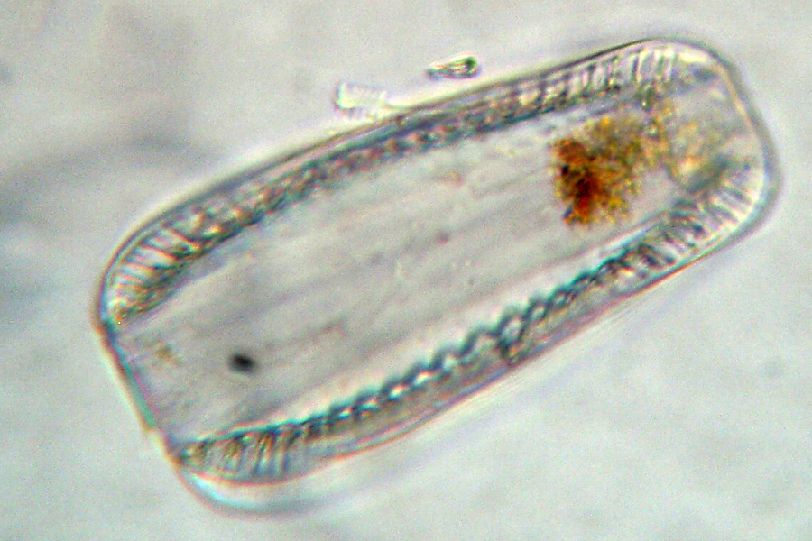 Diatomee... dal vivo: Surirella ovata ?